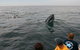 Byron Bay Whale Watching Cruise - thumb 12