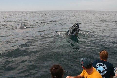 Byron Bay Whale Watching Cruise - Lismore Accommodation 12