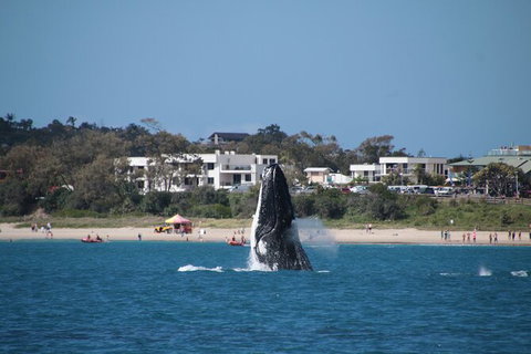 Byron Bay Whale Watching Cruise - Lismore Accommodation 11