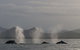Byron Bay Whale Watching Cruise - thumb 6