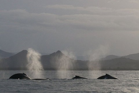 Byron Bay Whale Watching Cruise - Lismore Accommodation 6
