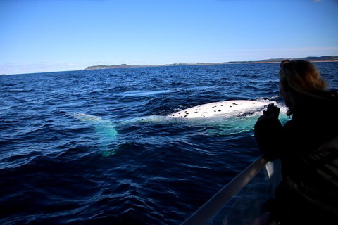 Byron Bay Whale Watching Cruise - Lismore Accommodation 8