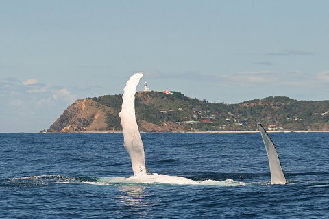 Byron Bay Whale Watching Cruise - Lismore Accommodation 4