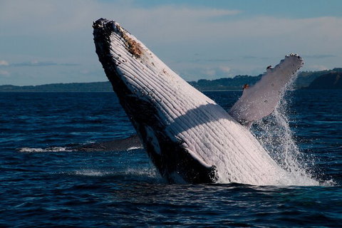 Byron Bay Whale Watching Cruise - Lismore Accommodation 5