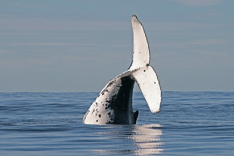 Byron Bay Whale Watching Cruise - Lismore Accommodation 3