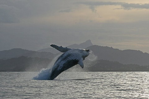 Byron Bay Whale Watching Cruise - Lismore Accommodation 10