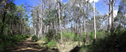 Blue Range Camping And Picnic Area - Lismore Accommodation 1