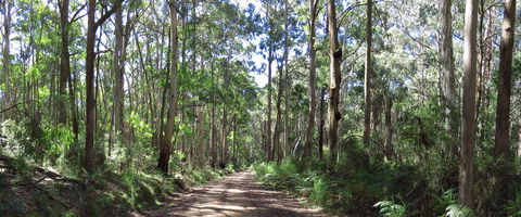Blue Range Camping And Picnic Area - Lismore Accommodation 2