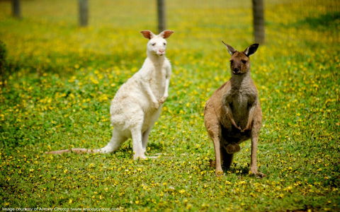 Bordertown Wildlife Park - Lismore Accommodation 0