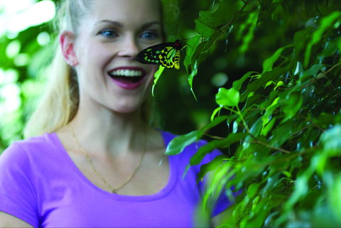 Coffs Harbour Butterfly House - Lismore Accommodation 0