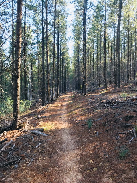 Mountain Bike Trails Tumbarumba - Lismore Accommodation 1