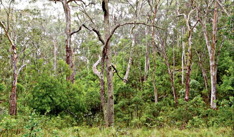 Scutts Hut Trail - Lismore Accommodation 0