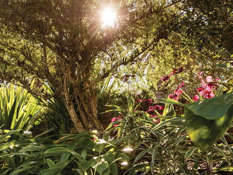 Wendy Whiteley's Secret Garden - Lismore Accommodation 1
