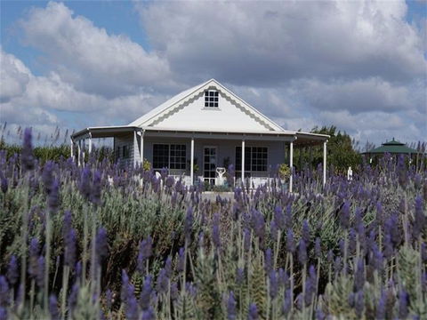 Amandine Lavender - Lismore Accommodation 0