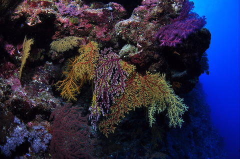 Around The Bend Dive Site - Lismore Accommodation 0