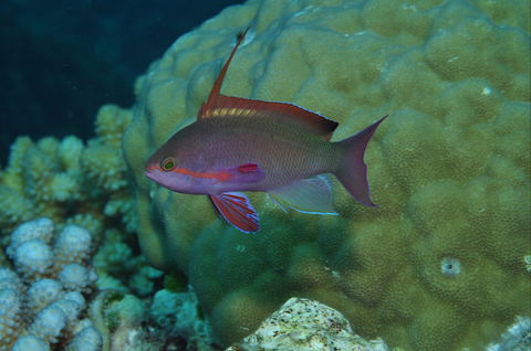 Around The Bend Dive Site - Lismore Accommodation 1