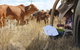 Longreach School Of Distance Education - thumb 2