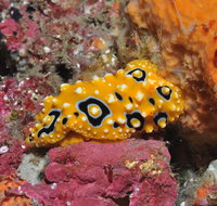 Magic Mountain Dive Site - Lismore Accommodation