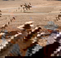 Monarto Safari Park - Lismore Accommodation