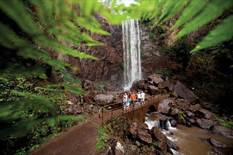 Queen Mary Falls Circuit, Main Range National Park - Lismore Accommodation 0