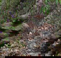Understory Art In Nature - Lismore Accommodation