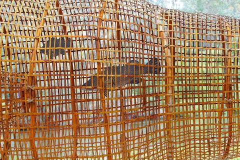 Wagirra Trail And Yindyamarra Sculpture Walk - Lismore Accommodation 2