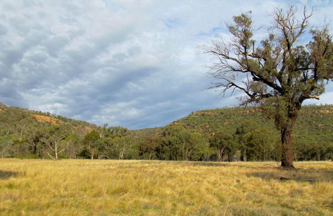 Weddin Mountains National Park - Lismore Accommodation 0