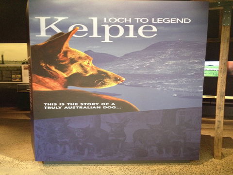 Australian Kelpie Centre - Lismore Accommodation 1