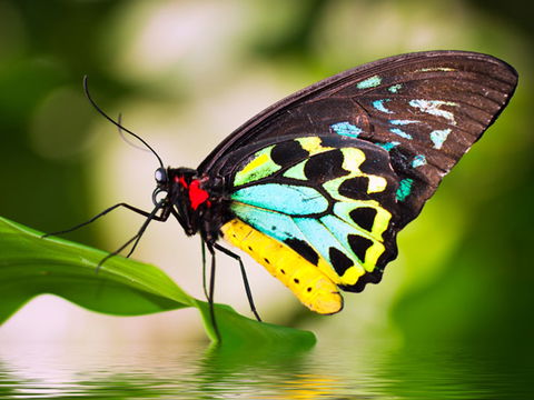 Australian Butterfly Sanctuary - Lismore Accommodation 1
