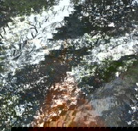 Bird Tree and Benaroon - Lismore Accommodation