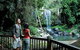 Curtis Falls Track, Tamborine National Park - thumb 0