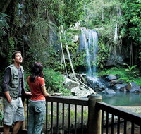 Curtis Falls track Tamborine National Park - Lismore Accommodation