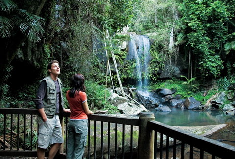Curtis Falls Track, Tamborine National Park - Lismore Accommodation 0