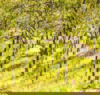 Davies Creek Mountain Bike Park - Lismore Accommodation