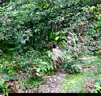 Seaforth Oval to Natural Bridge Track - Lismore Accommodation