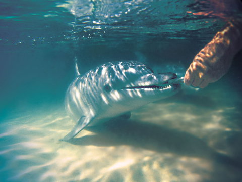 Tangalooma Wild Dolphin Feeding - Lismore Accommodation 2