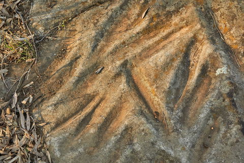 Terramungamine Rock Grooves - Lismore Accommodation 1