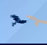 Yanga Lake Red Gum Bird Hide - Lismore Accommodation