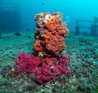 HMAS Brisbane Dive Site - Lismore Accommodation