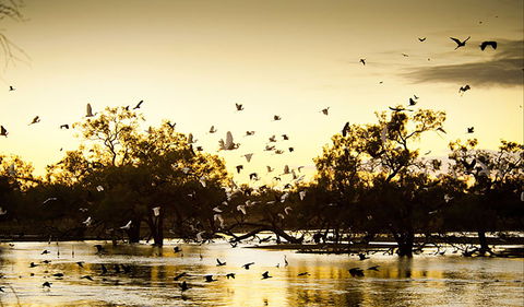 Kinchega Homestead Billabong Walk - Lismore Accommodation 0