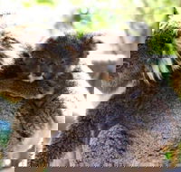 Koala Conservation Reserve - Lismore Accommodation