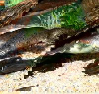 Platypus House - Lismore Accommodation