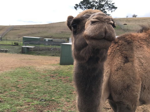 Taralga Wildlife Park - Lismore Accommodation 1