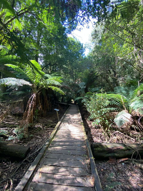 Wirrawilla Rainforest Walk - Lismore Accommodation 0
