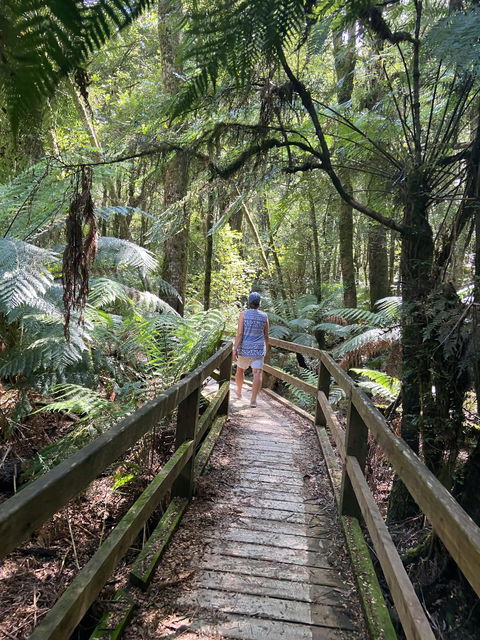 Wirrawilla Rainforest Walk - Lismore Accommodation 2