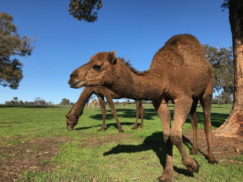 DromeDairy Body And Skin - Lismore Accommodation 2