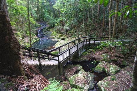 Kondalilla Falls Circuit, Kondalilla National Park - Lismore Accommodation 2