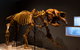 Megafauna Central - thumb 1