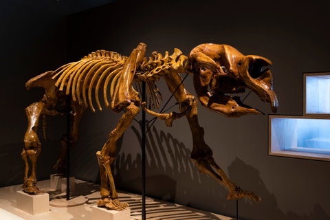 Megafauna Central - Lismore Accommodation 1