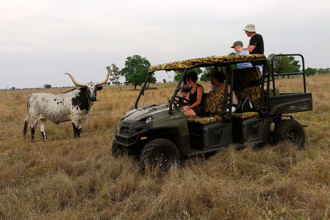 Texas Longhorn Tours - Lismore Accommodation 2